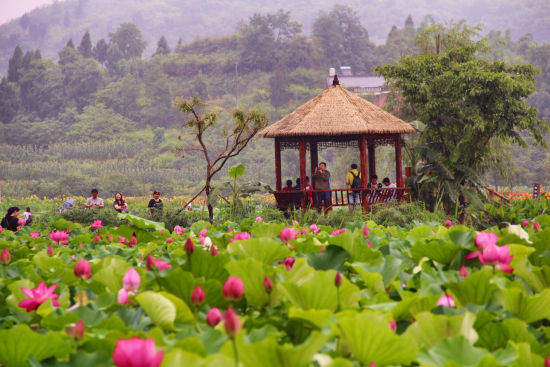 铜梁荷花园 铜梁爱莲湖生态湿地公园(土桥荷花园)