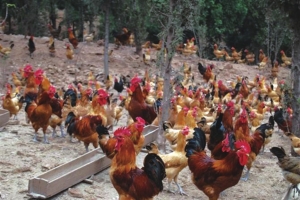 景东无量山乌骨鸡唱响“致富曲”