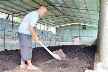 广西北泗镇:牛粪成蚯蚓至爱 蚓粪育有机蔬菜