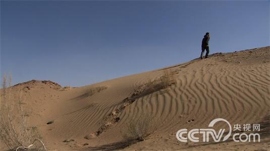 内蒙古磴口县:大漠中寄生的财富——肉苁蓉5