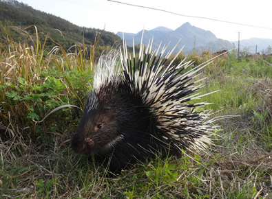 云南玉溪市:豪猪全身都是宝 发家致富少不了