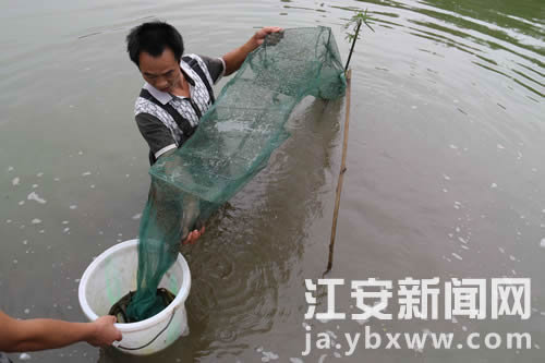 四川江安县:带领更多的乡亲一起致富