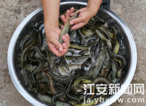 四川江安县:带领更多的乡亲一起致富2