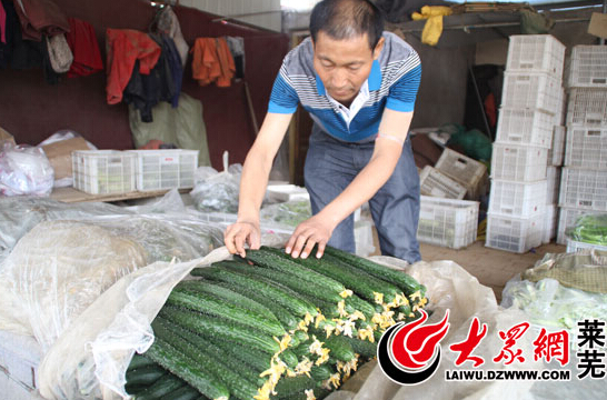 山东莱芜明利蔬菜:农民“抱团”种菜 年分红36万