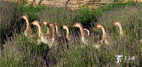 ½ͺũȡֲֳķʽ޹²ݵֳѼ