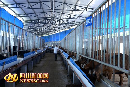 四川阆中:返乡老板带领村民养羊致富