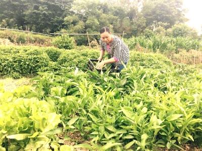 80后女猪倌成致富带头人 村民夸其“摇钱树”