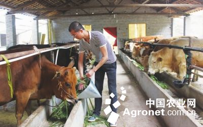 王枝杰:科学养牛走上致富路