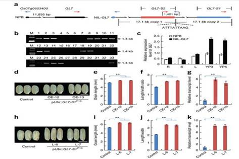 ÖйúÅ©¿ÆÔº´´ÐÂÍÅ¶ÓÆÆ½âË®µ¾Á£³¤µ÷¿Ø·Ö×Ó»úÖÆ3
