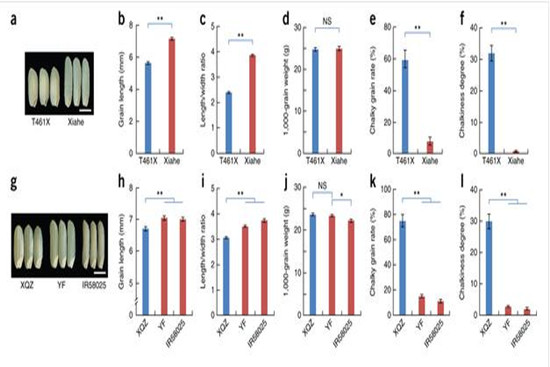 ÖйúÅ©¿ÆÔº´´ÐÂÍÅ¶ÓÆÆ½âË®µ¾Á£³¤µ÷¿Ø·Ö×Ó»úÖÆ5