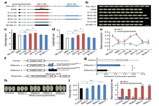 ÖйúÅ©¿ÆÔº´´ÐÂÍÅ¶ÓÆÆ½âË®µ¾Á£³¤µ÷¿Ø·Ö×Ó»úÖÆ4