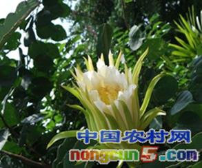 广西灵山县:让霸王花真正“霸道”起来