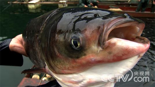 施善玉:“鱼”痴的惊喜财富《致富经》2