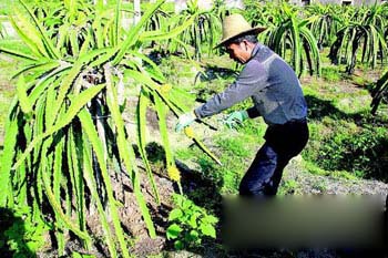 果农在管理火龙果。