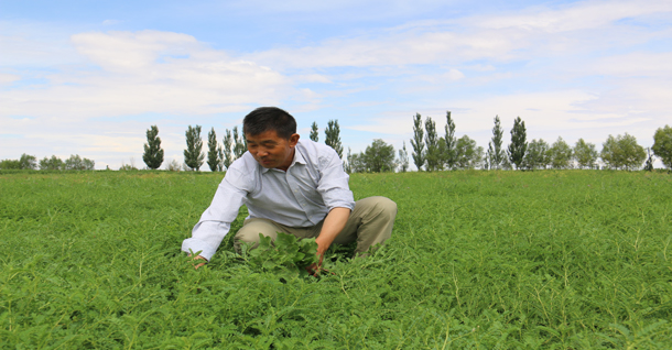 潘多栋:中草药大田里的致富经