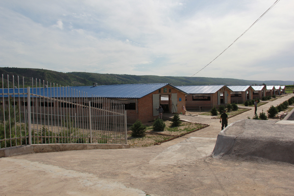 7栋宽大的牛棚整齐排列