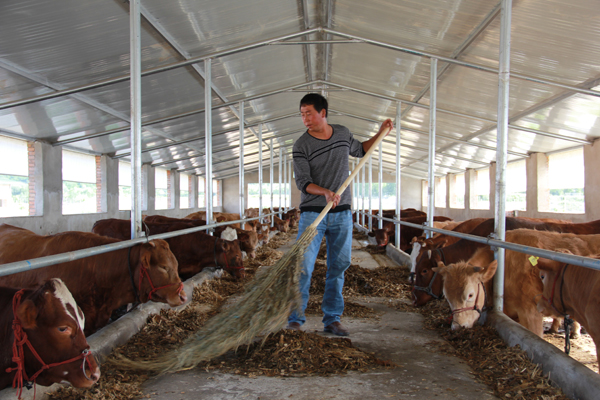 史喜荣正在给牛添喂饲草