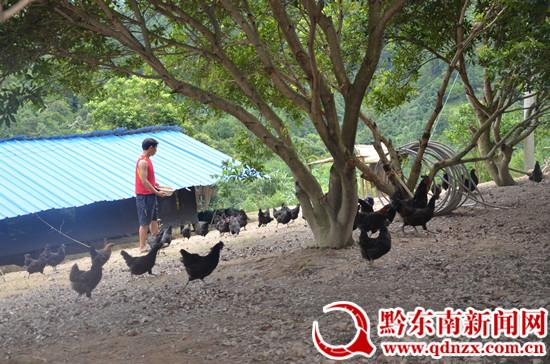 大学生返乡创业林下养鸡 树带头致富新标杆