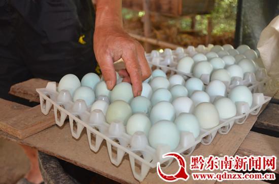 大学生返乡创业林下养鸡 树带头致富新标杆2