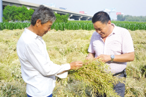 杨延山(右)正在查看种子晾晒情况