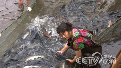 韩显英:我就是不服输《致富经》3