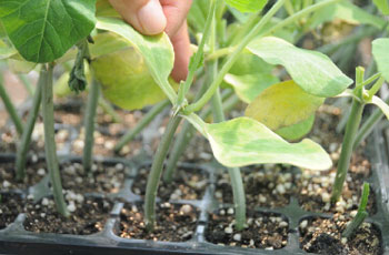 山东青岛:南瓜嫁接黄瓜 青岛国内首发