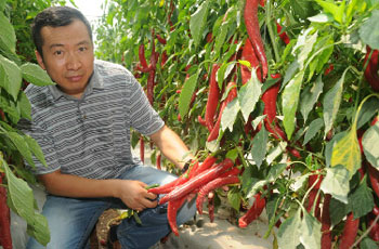 山东青岛:南瓜嫁接黄瓜 青岛国内首发2