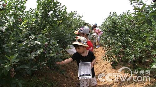 安徽凤阳县:扭转命运的蓝莓《致富经》3