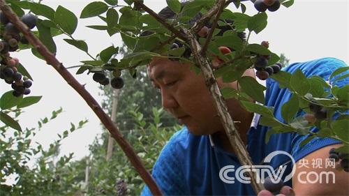 安徽凤阳县:扭转命运的蓝莓《致富经》4