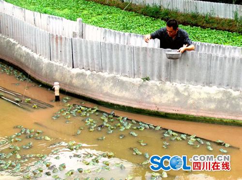 ãɸÕÕýÔÚΪÃÀÍÜͶʳ