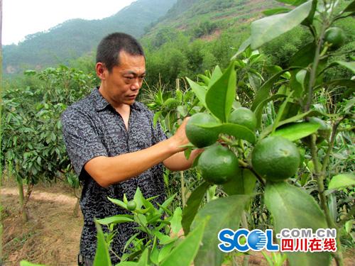 ËÄ´¨¸ßÏØ£ºÍËÎé¾üÈË»ØÏç·¢Õ¹ÌØÉ«²úÒµÖ¸»ÏçÇ×