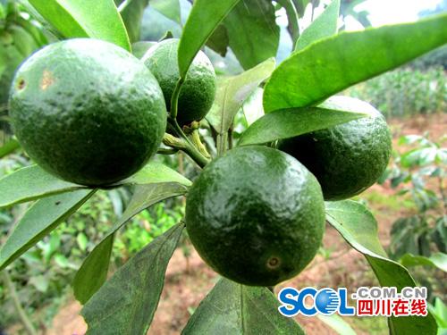 ãɸյĸßÐÂË®¹ûæÈÔ´38ºÅ