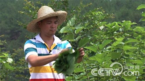 叶家凯:种桑树养鸡 赚钱与众不同《致富经》3