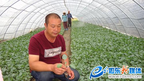 江苏如东:西兰花里的致富经