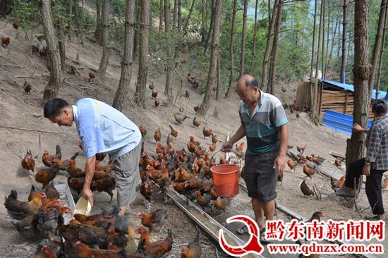 镇远两兄弟看央视《致富经》受启发创业养鸡