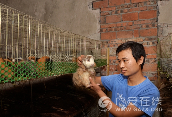 王晓丹在观察荷兰猪的生长情况。