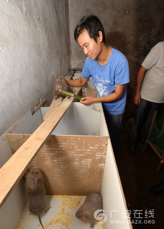 王晓丹在用不同的竹子喂竹鼠,寻找最适合它食用的竹类。