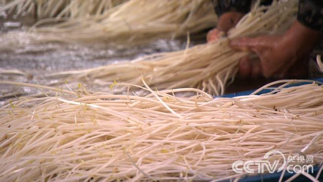 许智渊:她种白芹与众不同《致富经》2