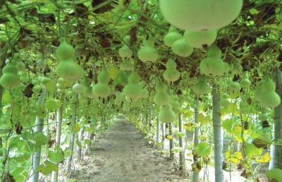 ũҵ��չ��ʽ���ִ���ҵת�䱾��Ʒ�Ƶ�������ũҵ��չ֮·4