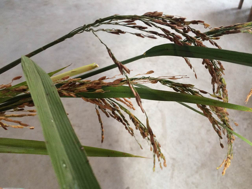 ͼΪ����ȸ�Ա��˵Ĺ��롣