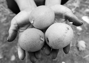 又大又圆的核桃咋就没人来买?