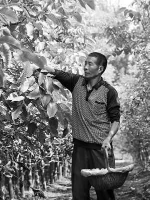 张西平夫妇每天的工作就是摘核桃、捡核桃。