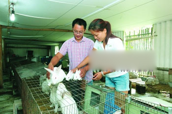 在紫薇生意越做越大后,易航又动起了脑筋,尝试养殖法系伊拉兔