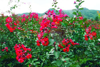 易航的花圃里花意盎然