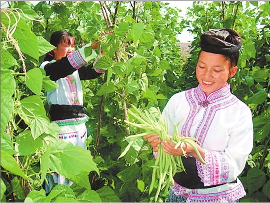 豆角丰产农民笑