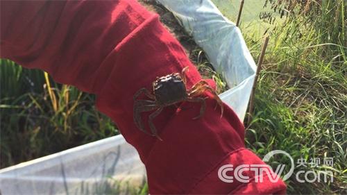 史越辉:90后小伙乡下淘金记《致富经》4