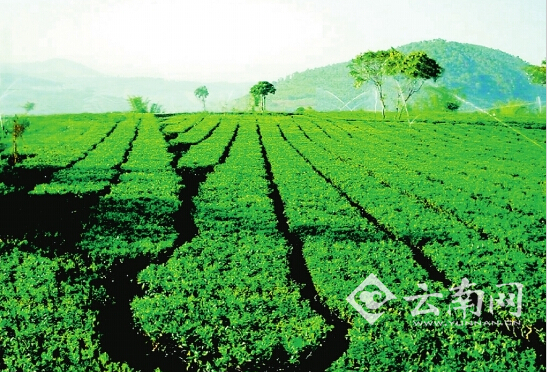 云南高优生态茶园实现跨越式发展。