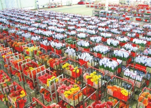 昆明成为亚洲花卉生产、交易中心。