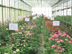 昆明花卉产业创新发展,取得新进步。