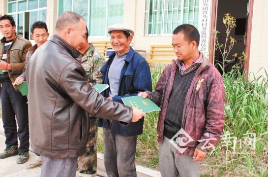 以核桃林下魔芋种植为突破口 临沧凤庆加快林下经济建设